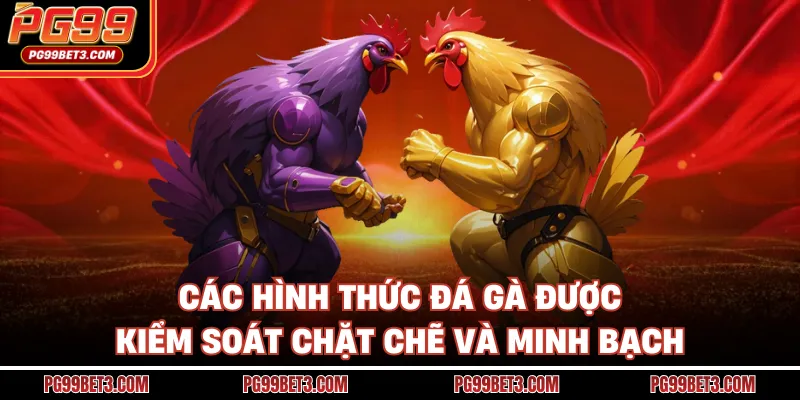 Các hình thức đá gà được kiểm soát chặt chẽ và minh bạch