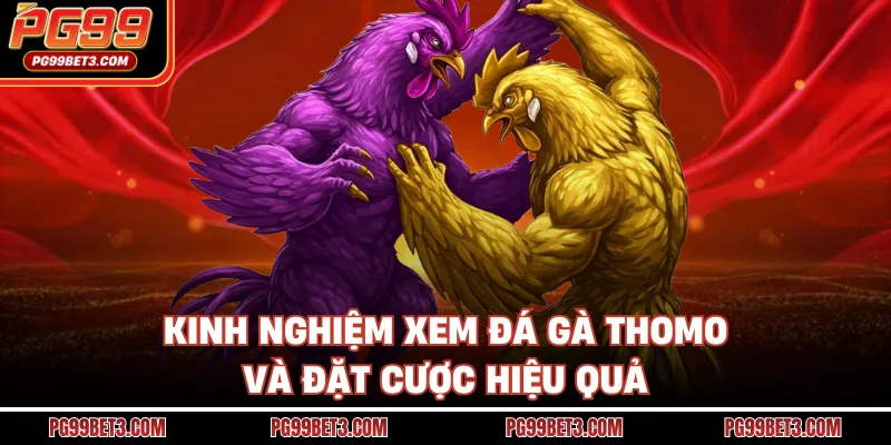 Kinh nghiệm xem đá gà Thomo và đặt cược hiệu quả